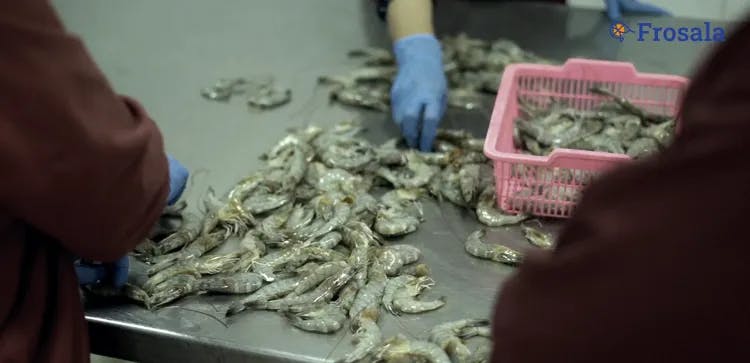 Signs of Fresh and Spoiled Shrimp