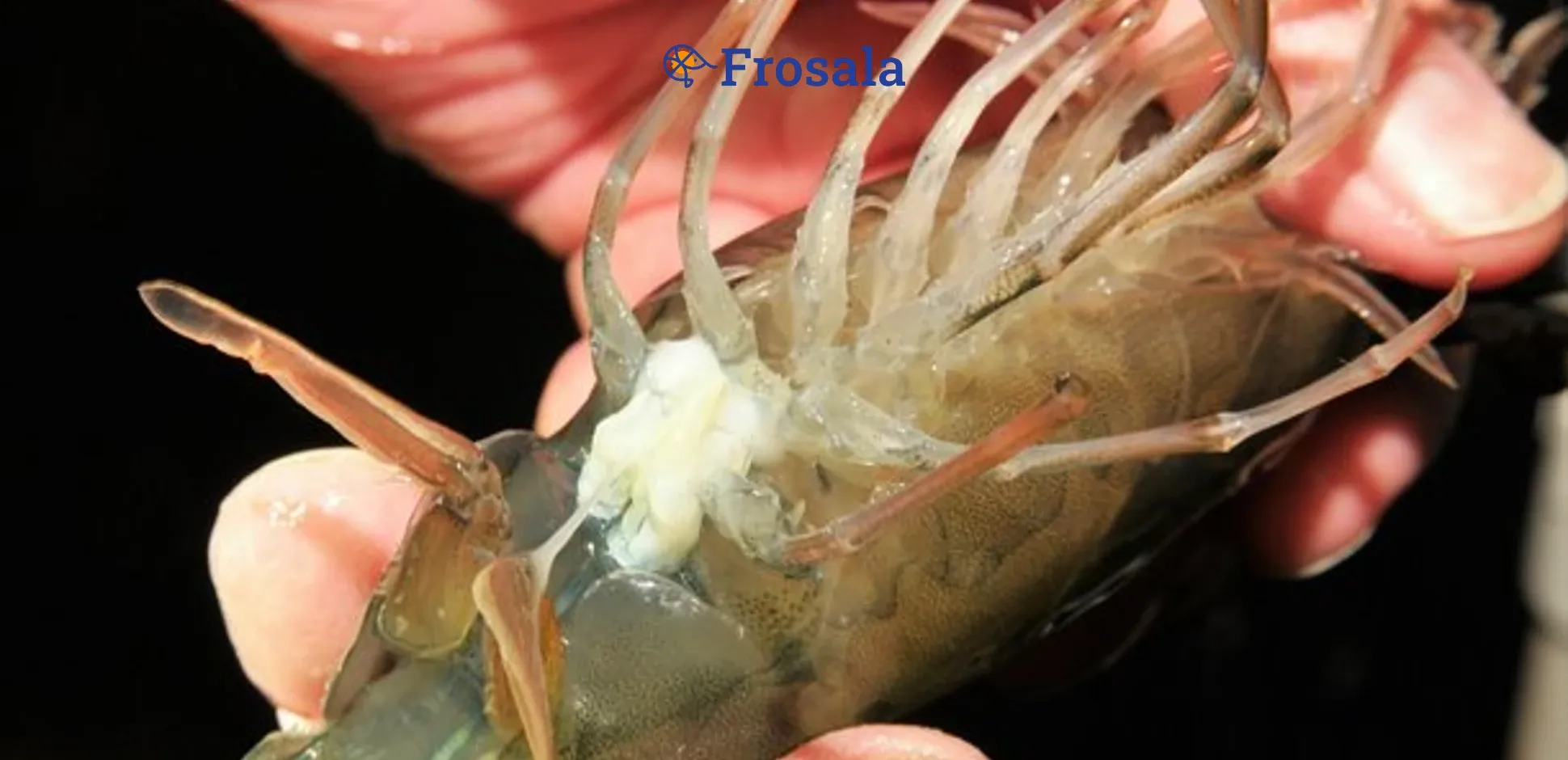 Cover Frosala Blog - Manfaat Telur Udang.webp